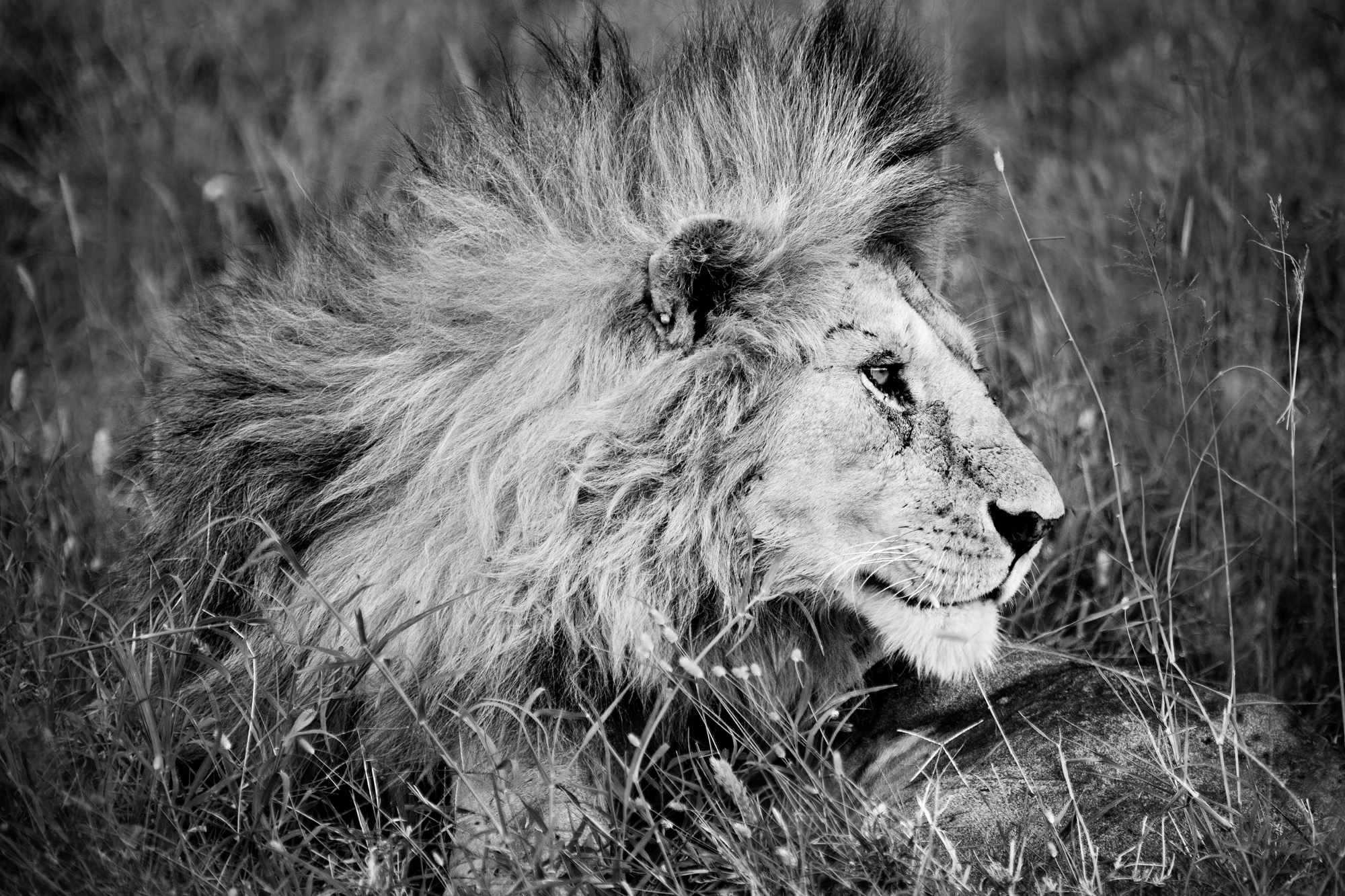 africa_lionprofile